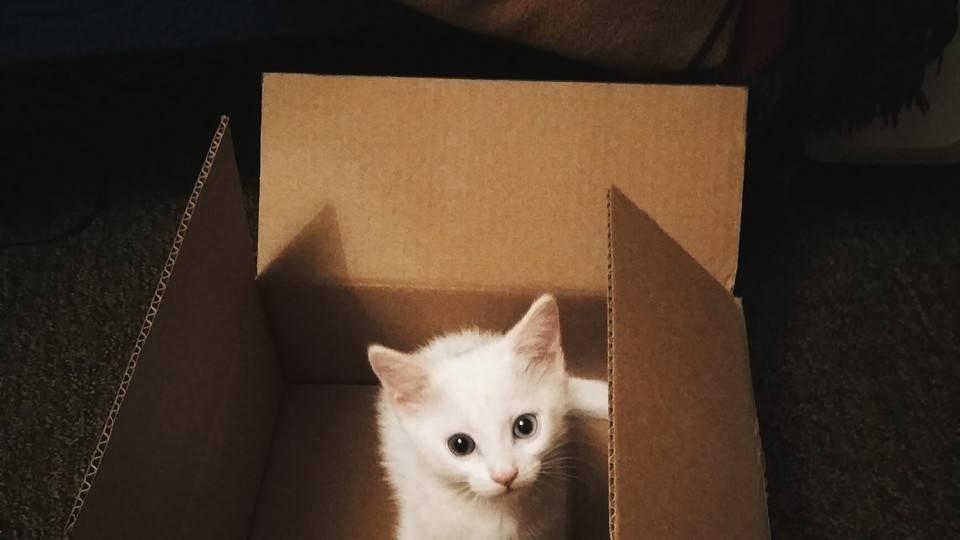 Kitten In Box