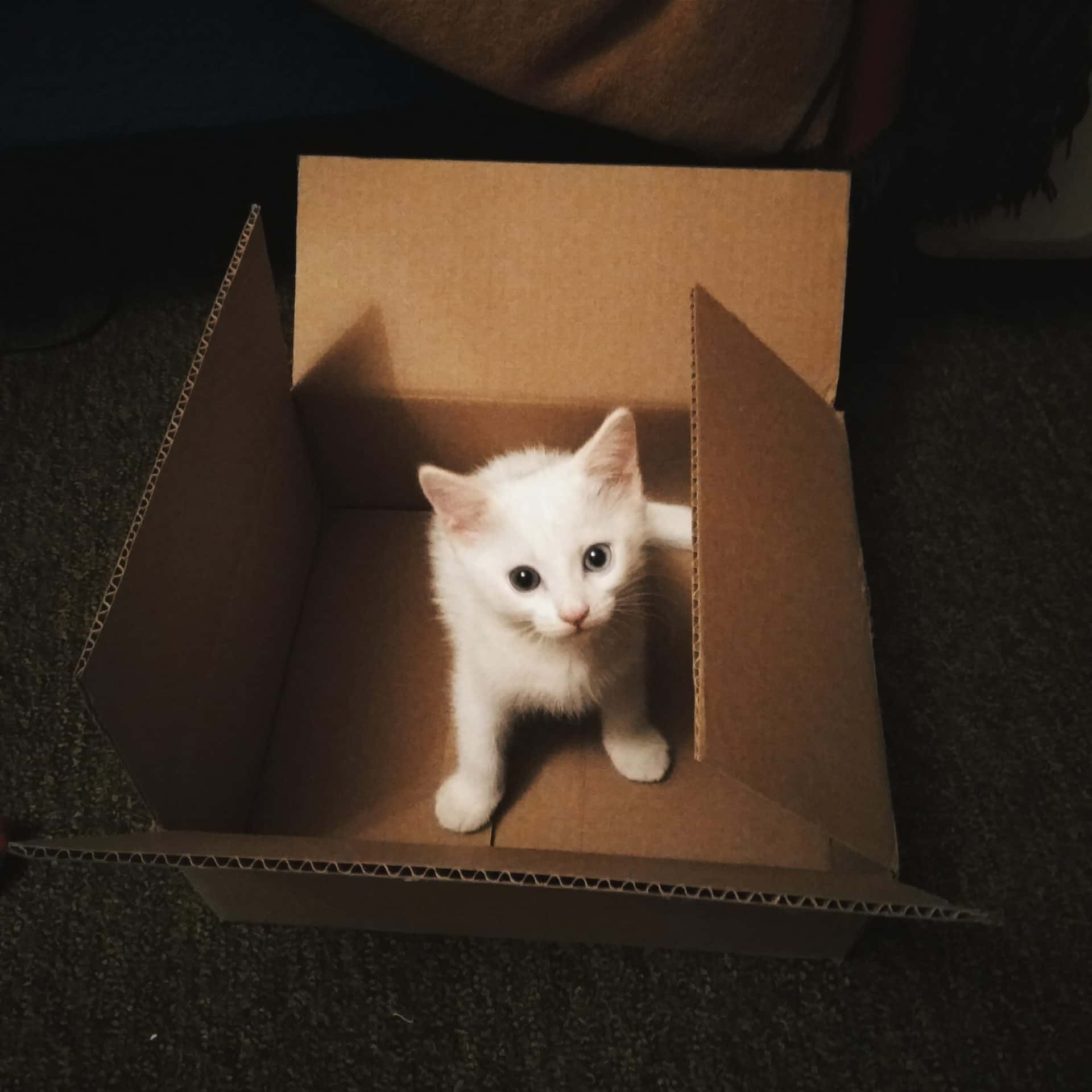 Kitten In Box
