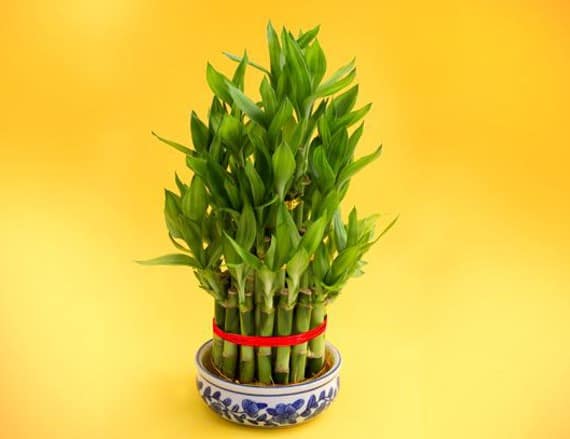 Lucky Bamboo