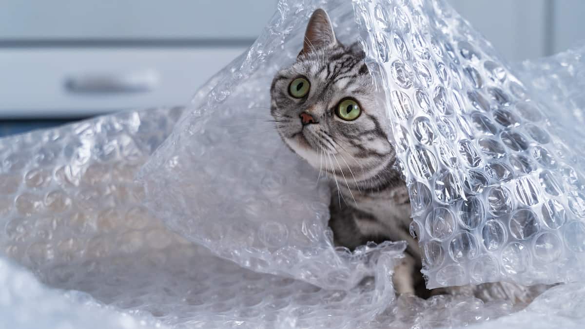bubble wrap cat